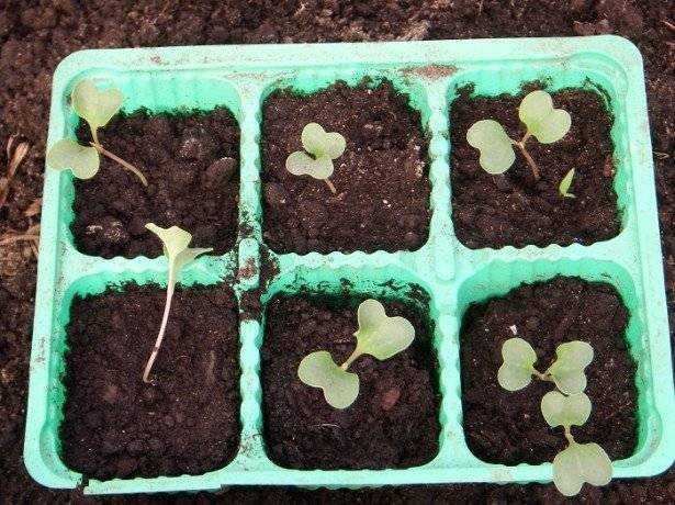 Как вырастить рассаду капусты в домашних условиях: как сажать, как выращивать, инструкция
