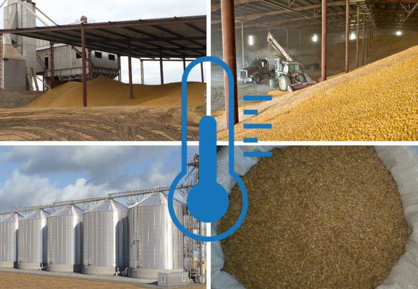 Классы пшеницы: особенности 3, 4 и 5 классов, таблица с показателями и классификация продукта, как определить качество зерна по клейковине