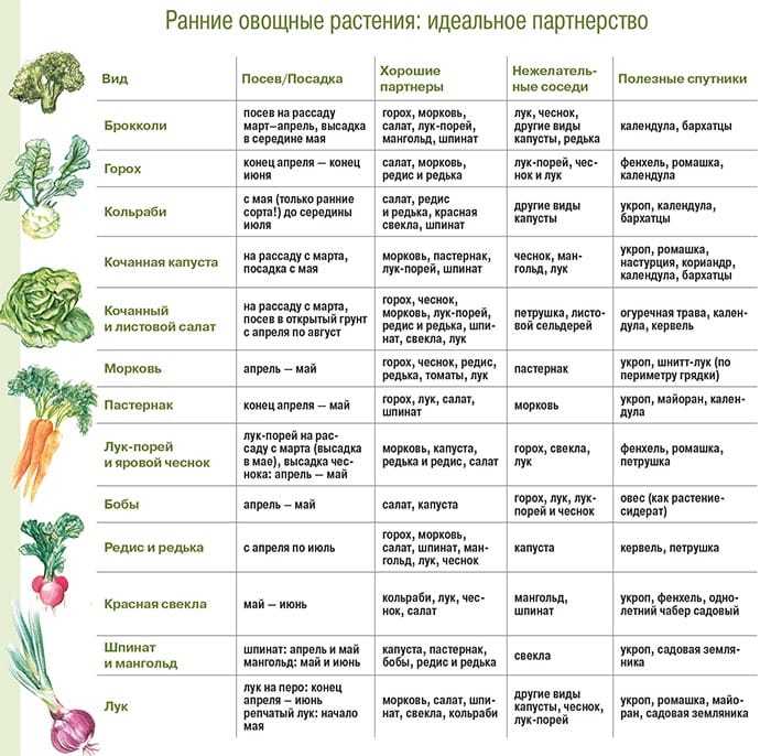 После чего садить морковь: можно ли в качестве предшественников использовать лук, чеснок, огурцы, клубнику, какие культуры сеять на следующий год в открытом грунте? русский фермер