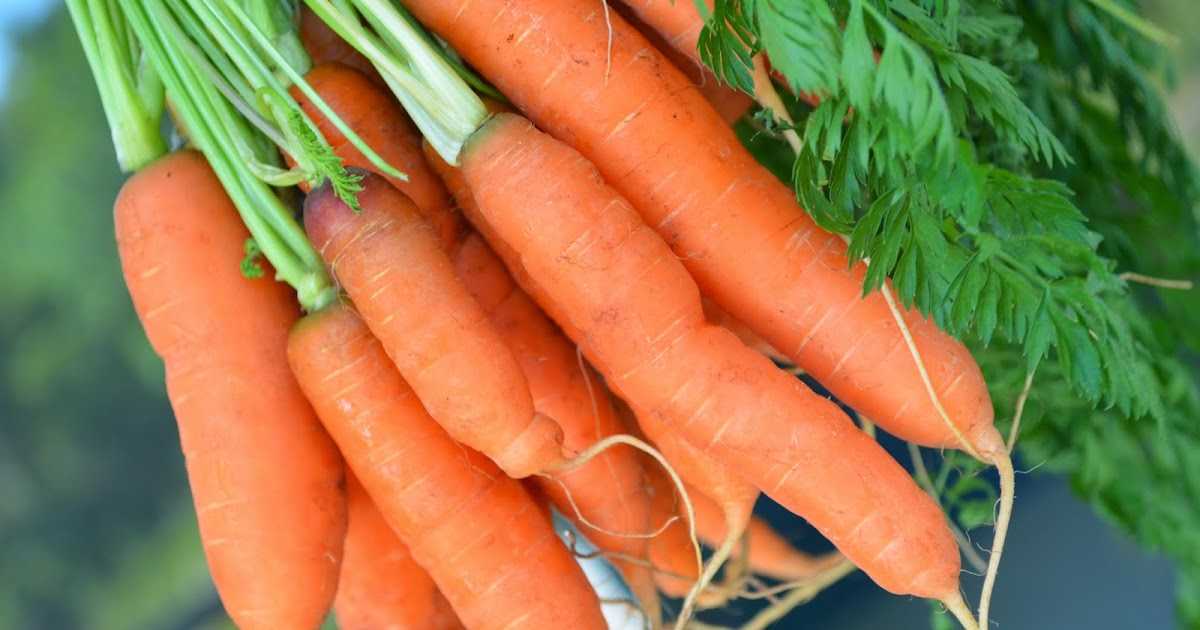 Ред кор - семена моркови, 500 000 семян, vilmorin/вилморин (франция)
