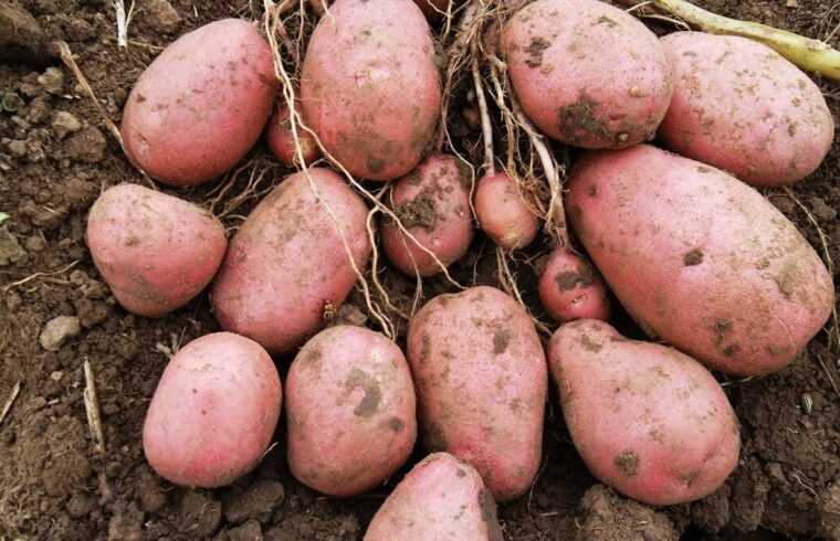 Описание сорта картофеля журавинка, выращивание и урожайность