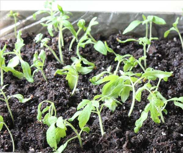 Почему не растут перцы в теплице и открытом грунте после высадки: проблемы роста