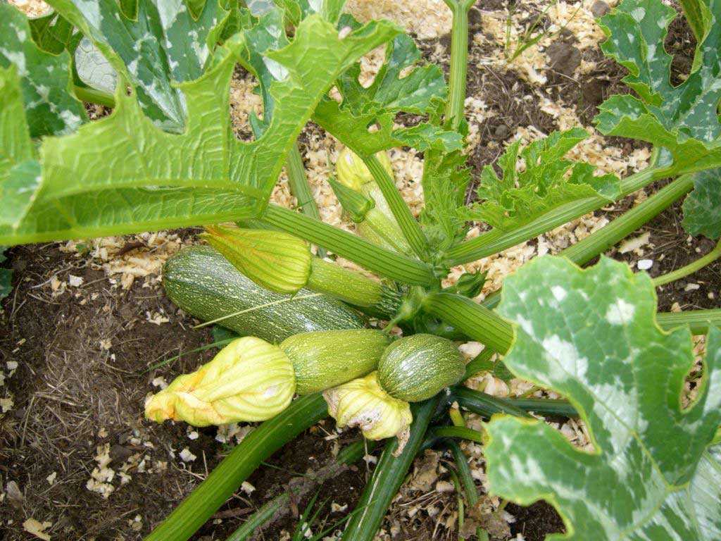Кабачки - выращивание и уход от посева семян до сбора урожая, полив, подкормка