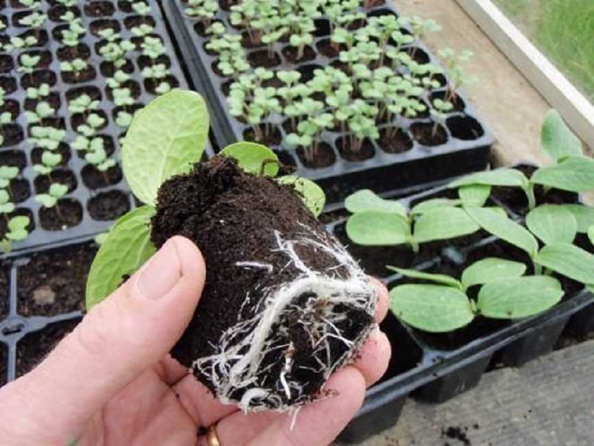 выращивание семян тыквы