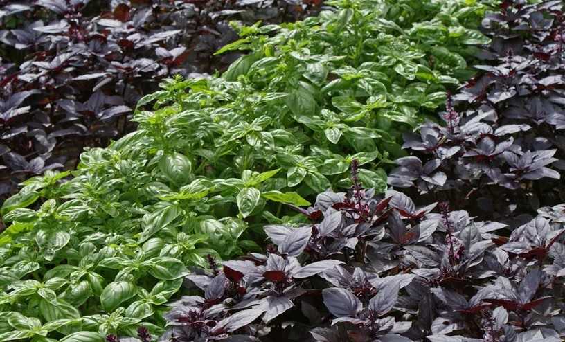 Какой бывает базилик: виды, цвета. как выглядит растение базилик зеленый, фиолетовый, красный, черный: фото. как по-другому называют базилик?