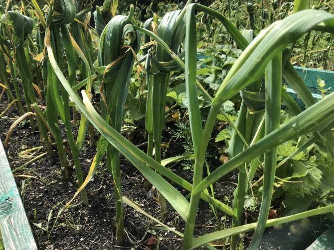 Технология выращивания большого урожая озимого чеснока