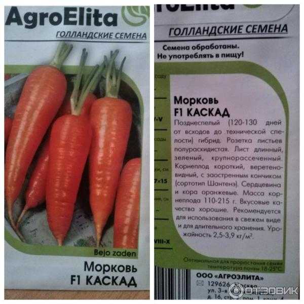 Морковь витаминная 6: описание сорта, фото, отзывы дачников об урожайности, рекомендации по выращиванию