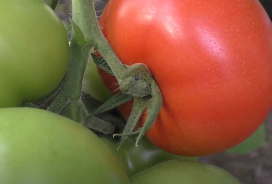 Почему трескаются помидоры в теплице при созревании на кусту фото видео