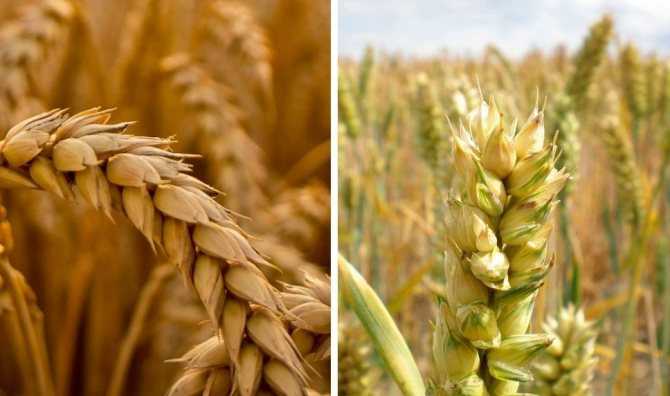 Озимый сорт пшеницы таня: описание и особенности выращивания