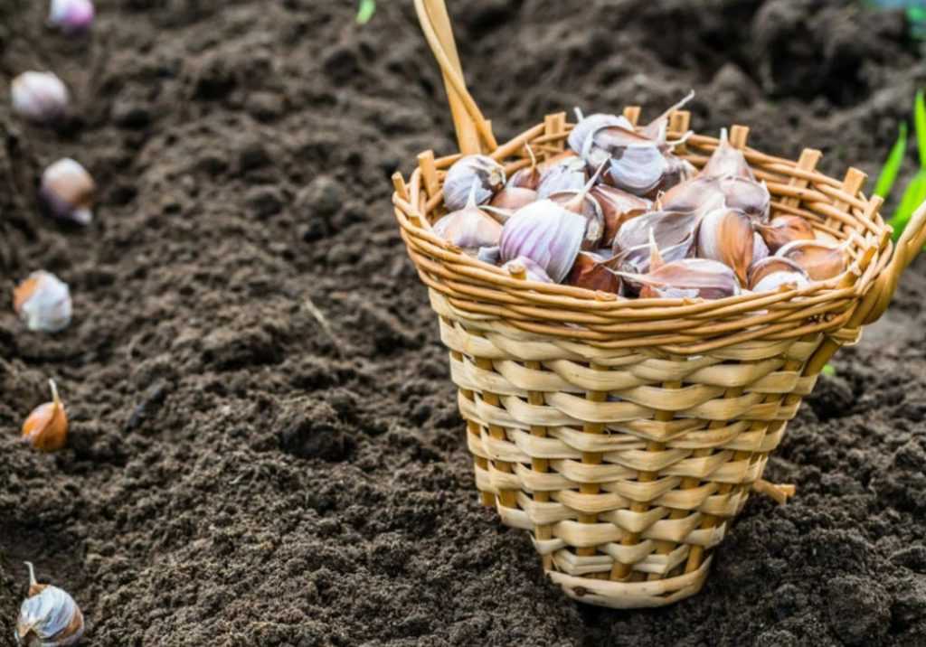 Яровой чеснок: посадка, выращивание и уход, сроки уборки и хранения