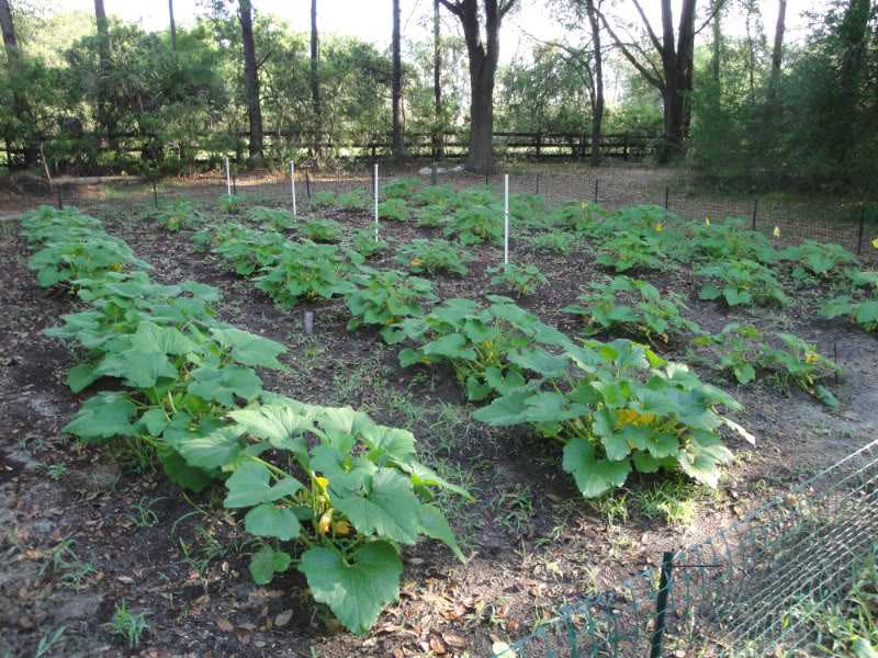 Выращивание тыквы в открытом грунте семенами и рассадой: на что обратить внимание