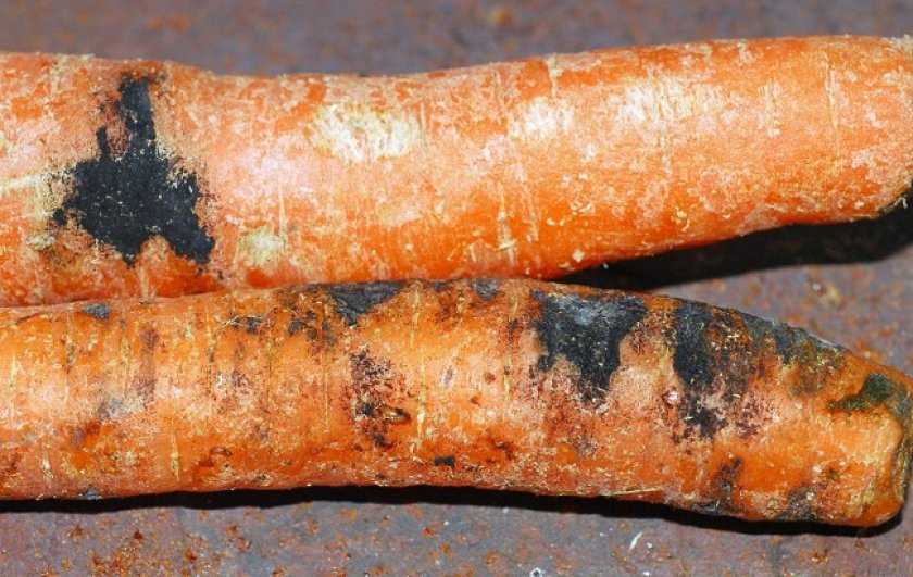 Почему и что делать если кучерявится морковь