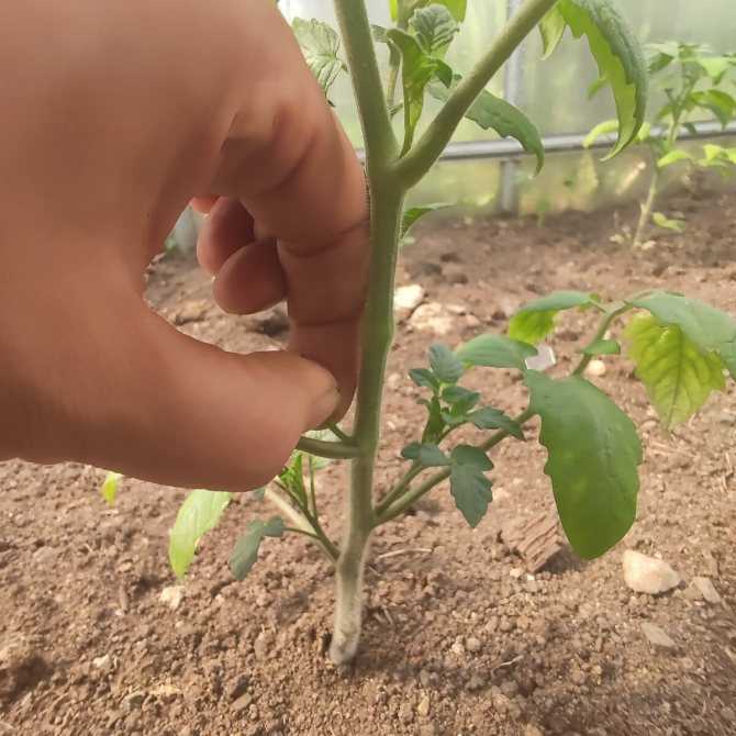 Нужно ли обрывать нижние листья у капусты: когда и как правильно удалять
