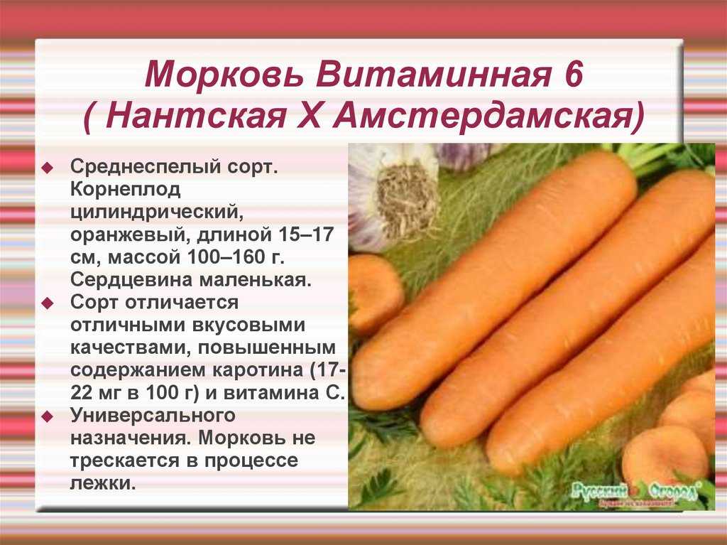 ✅ морковь витаминная 6 отзывы фото. морковь витаминная 6: характеристика и описание сорта