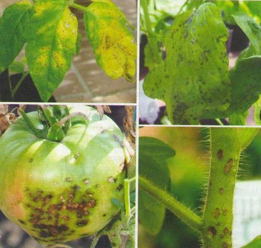 Бурая пятнистость томатов фото и их лечение
