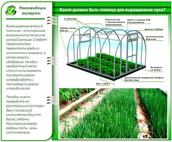 Выращивание укропа в теплице: как правильно посадить и вырастить, а также возможность получения урожая из парника зимой русский фермер