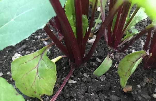 Почему не завязывается цветная капуста и как повлиять на увеличение урожая :: syl.ru