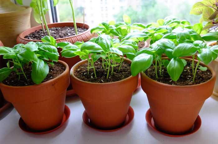 Базилик на балконе: как посадить семена, оптимальные условия для домашнего базилика, инструкция по выращиванию пошагово