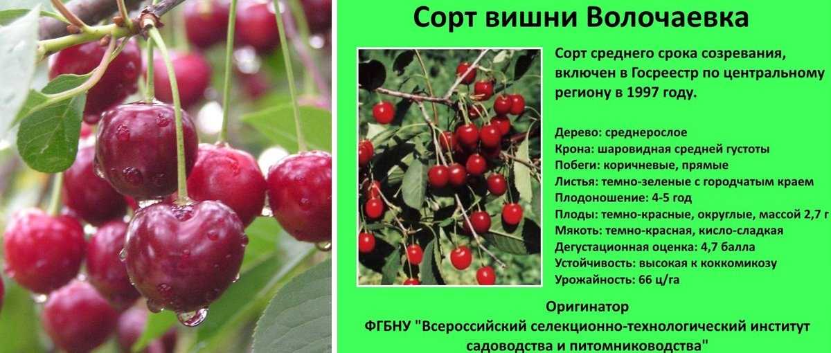 Черешня ленинградская черная: описание сорта, выращивание и уход с фото