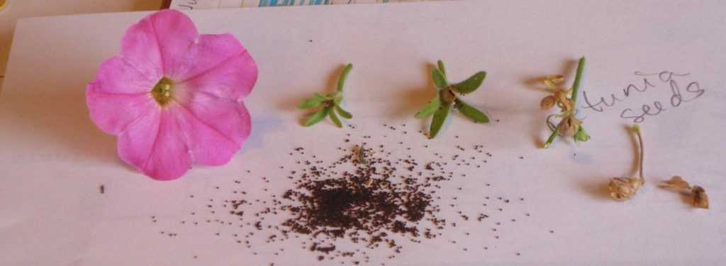 Петуния: выращивание из семян, когда сажать, уход за рассадой в домашних условиях