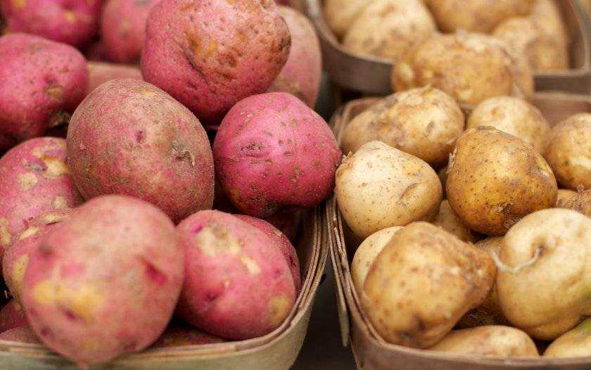 Лучшие сорта картофеля для жарки: обзор популярных видов, плюсы и минусы, советы и рекомендации по выбору