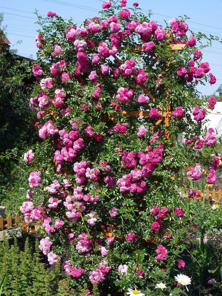 Розы, цветущие все лето: описание лучших сортов, фото, видео |