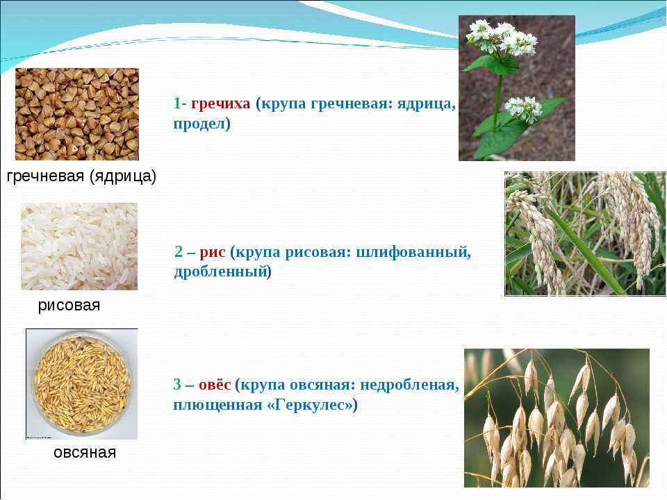 Гречневая крупа гречневая каша растение