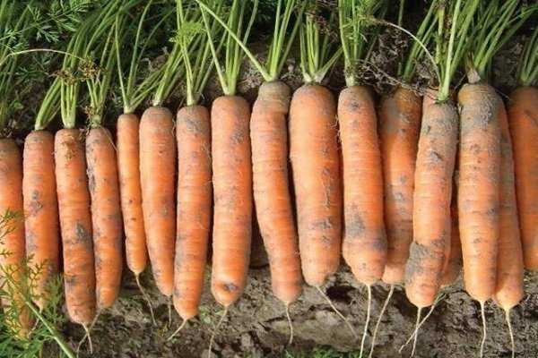 Лучшие сорта моркови для подмосковья открытый грунт