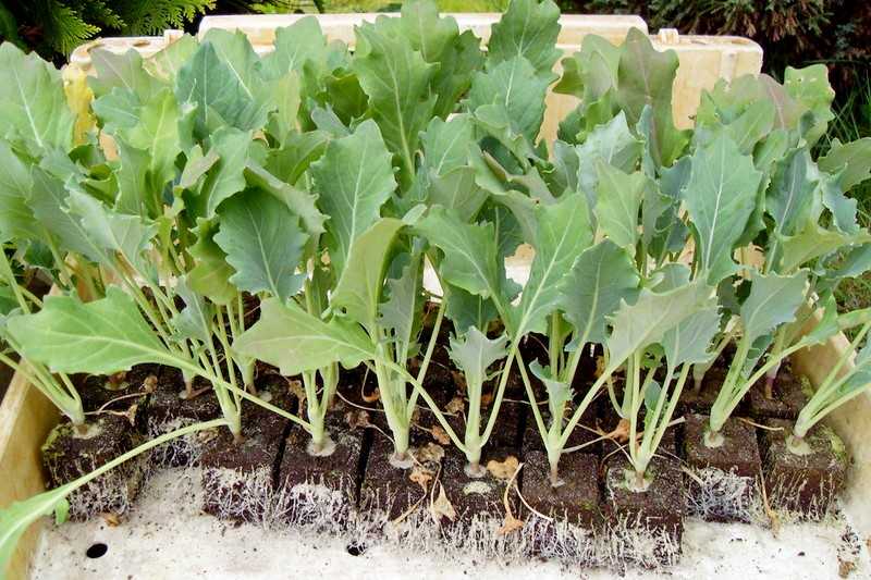 Кольраби: выращивание и уход в открытом грунте из семян, посадка на рассаду, когда сажать капусту, пикировка, подкормка