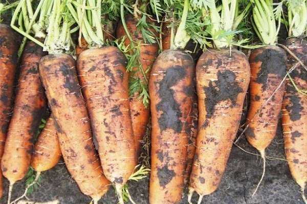 Лучшие сорта моркови для подмосковья: открытый грунт, какие семена лучше сажать, отзывы о ранних сладких сортах, популярные урожайные, посадка скороспелых