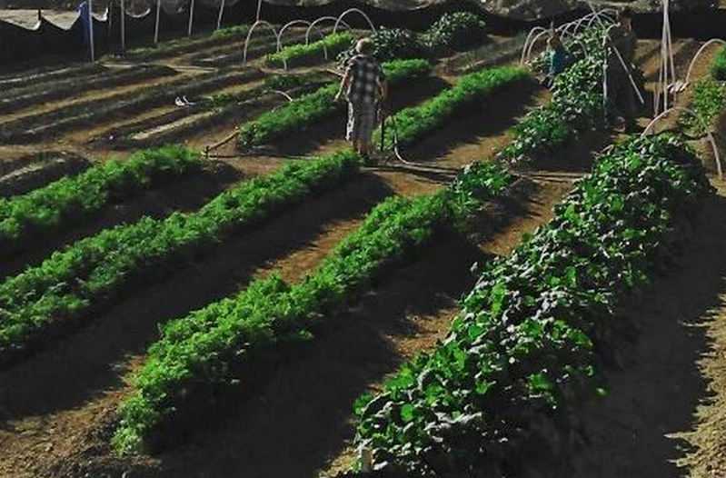 Китайский способ выращивания картофеля ?: способ посадки картофеля, метод, схема посадки | qlumba.com