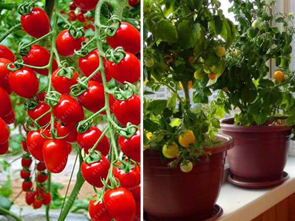 Без пестицидов, гмо и колорадского жука. как выращивать томаты на подоконнике круглый год?