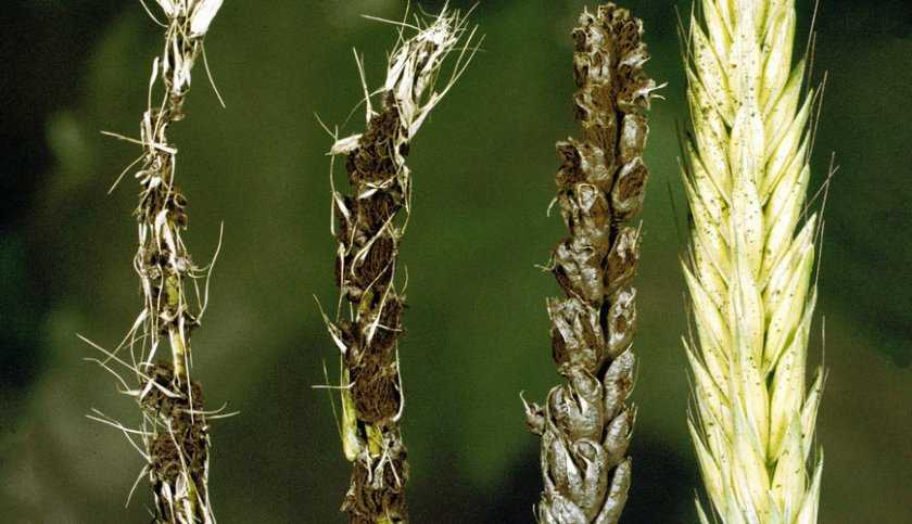 Спорынья пшеницы: лечение, профилактика, причины инфицирования.