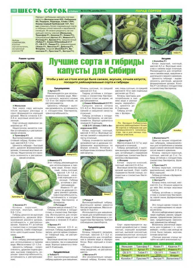 Лучшие поздние сорта капусты для длительного хранения