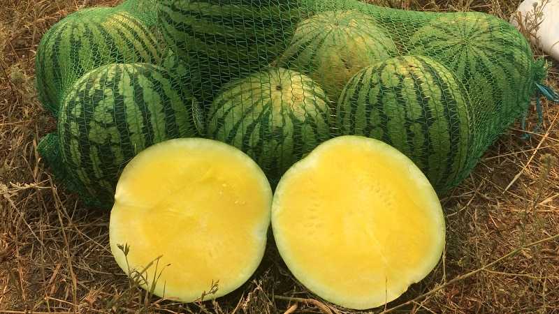Арбуз внутри с желтой мякотью: лучшие сорта и особенности выращивания
