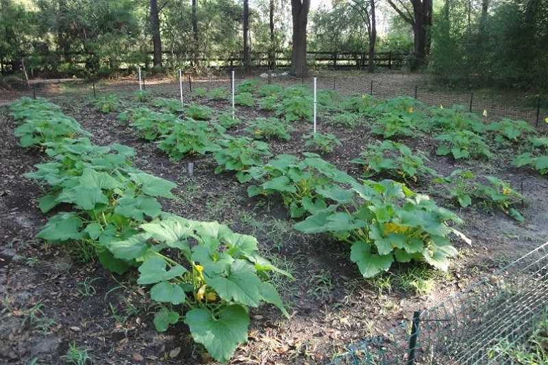 Выращивание кабачков в открытом грунте: как получить богатый урожай, пересадка с одного места на другое и подкормка