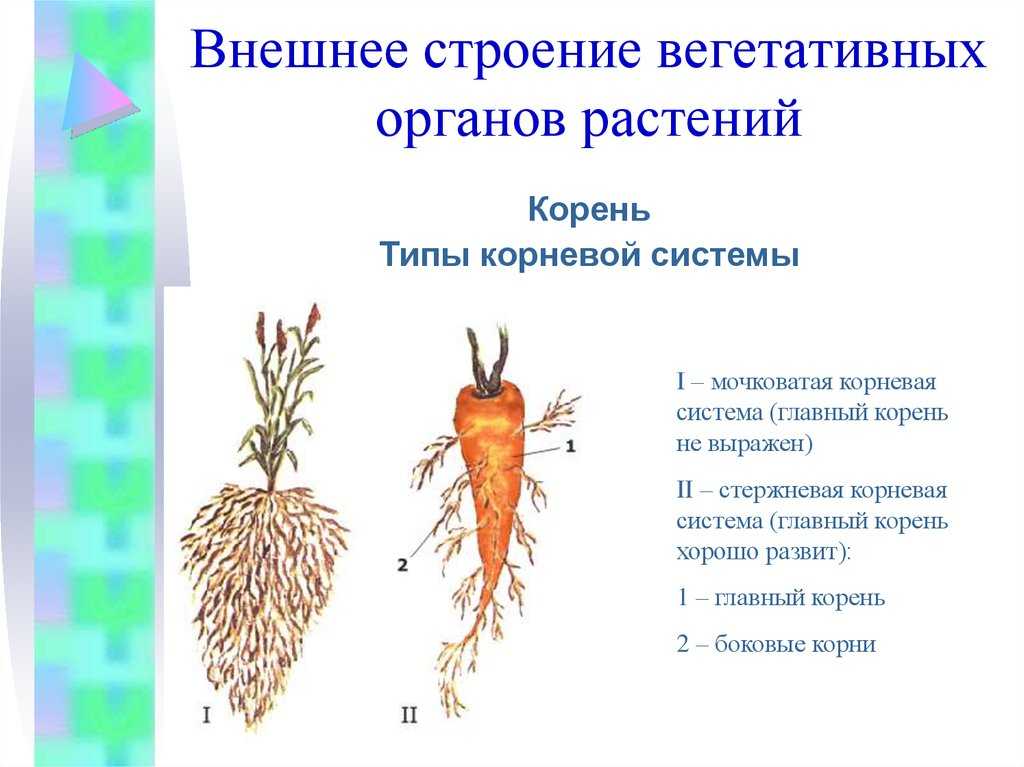 Главный корень состоит из. Морковь Тип корневой системы и особенности строения корневой системы. Стержневая корневая система у моркови. Тип корня у моркови. Строение корнеплода морковка.