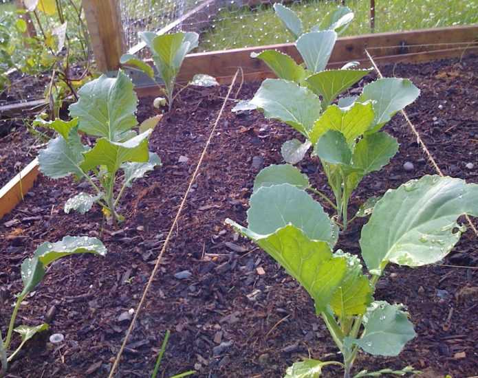 Посадка брокколи: как сажать капусту в открытый грунт рассадой и семенами? схемы. на каком расстоянии ее посадить?