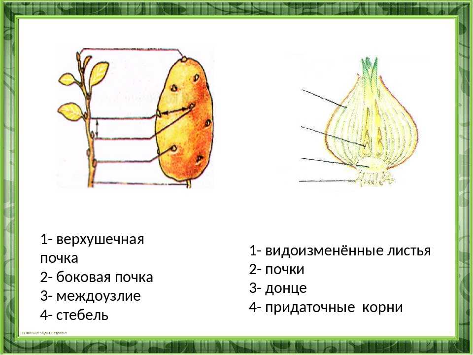 Картофель - растение, строение, цветы и плоды - фото | россельхоз.рф