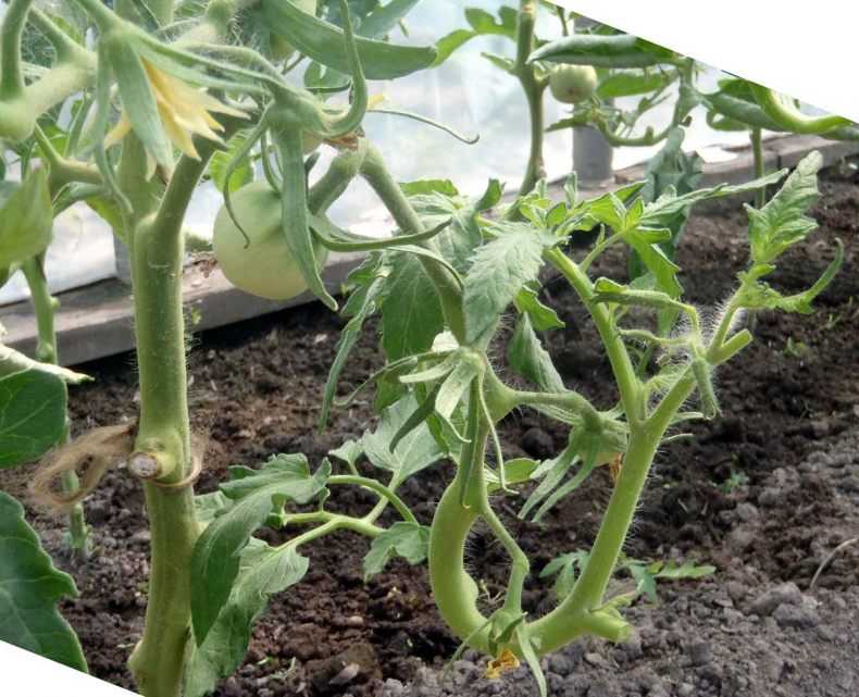 Чем опрыскать помидоры для завязи в теплице и открытом грунте – обзор народных средств и стимуляторов плодообразования