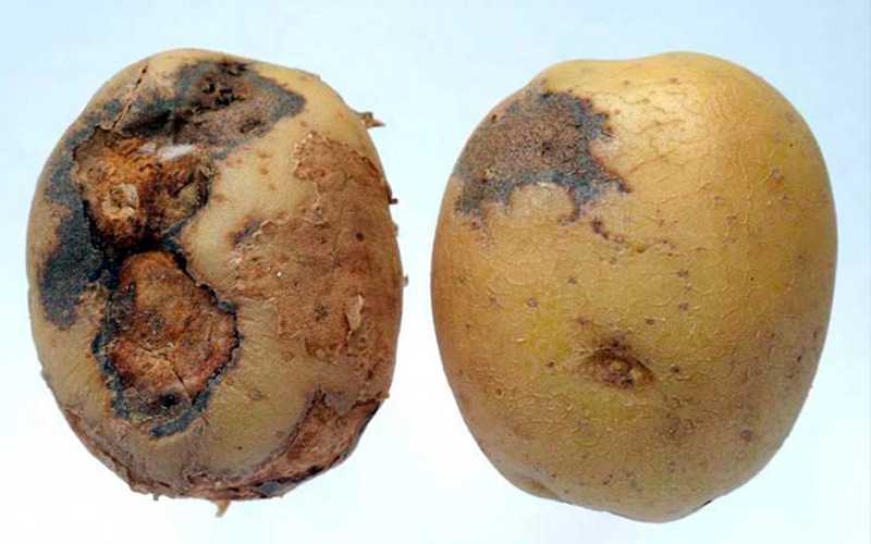 Отчего картошка краснеет после чистки. почему картошка краснеет после чистки