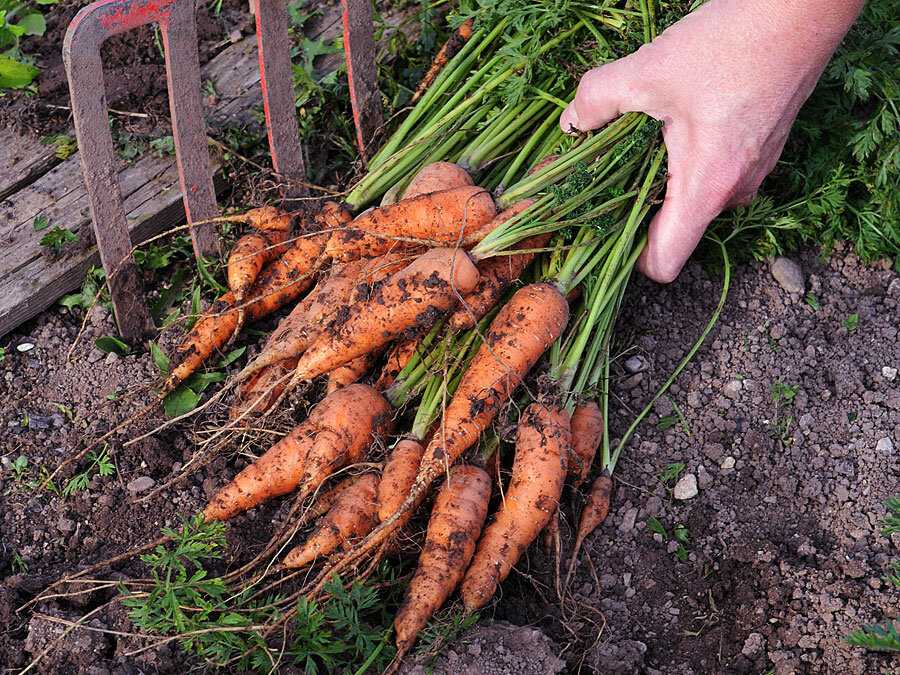 ᐉ как правильно срезать морковь на хранение - godacha.ru