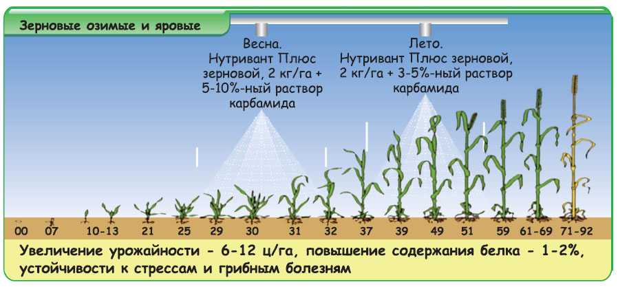 Все о выращивании яровой пшеницы: технология возделывания от посева до уборки урожая