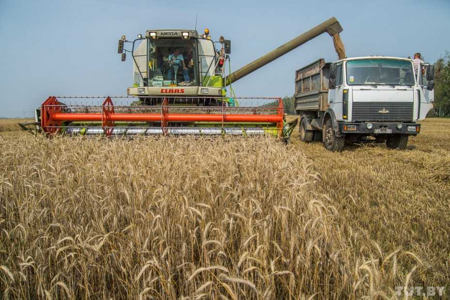 Когда убирают пшеницу с полей: уборка озимой и яровой в россии, при какой влажности собирают, в каком месяце косят, когда созревает и поспевает