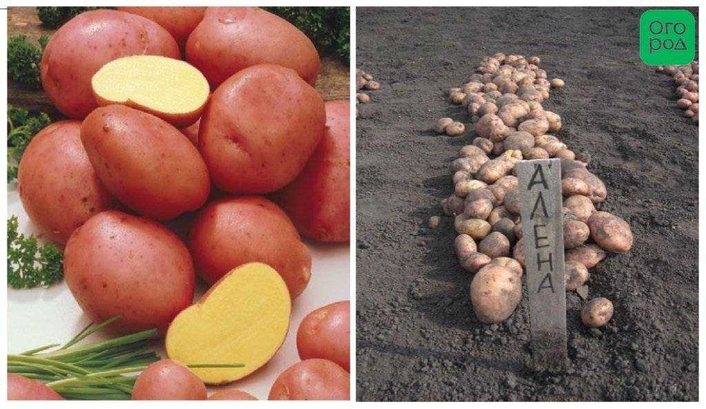 Сорт картофеля «лаперла (laperla)» – описание и фото