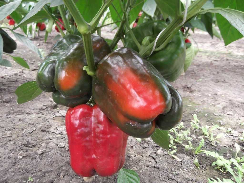 Сорт перца «биг мама» с сочными сладкими плодами апельсинового цвета: выращиваем без труда на своем участке