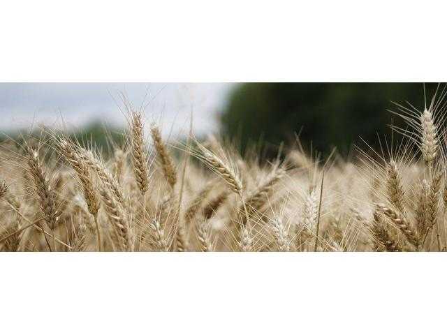 Сорт озимой пшеницы губернатор дона
