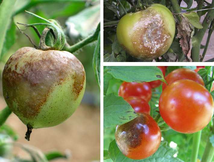 Чернеют помидоры снизу: что делать, если на плодах томатов черные пятна