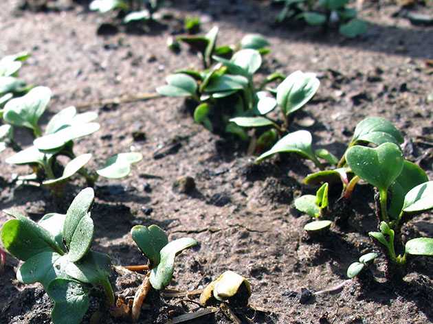 Когда сажать редис в открытый грунт семенами: выращивание и уход от а до я