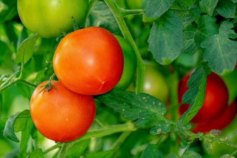 Как вырастить богатый урожай томата любаша